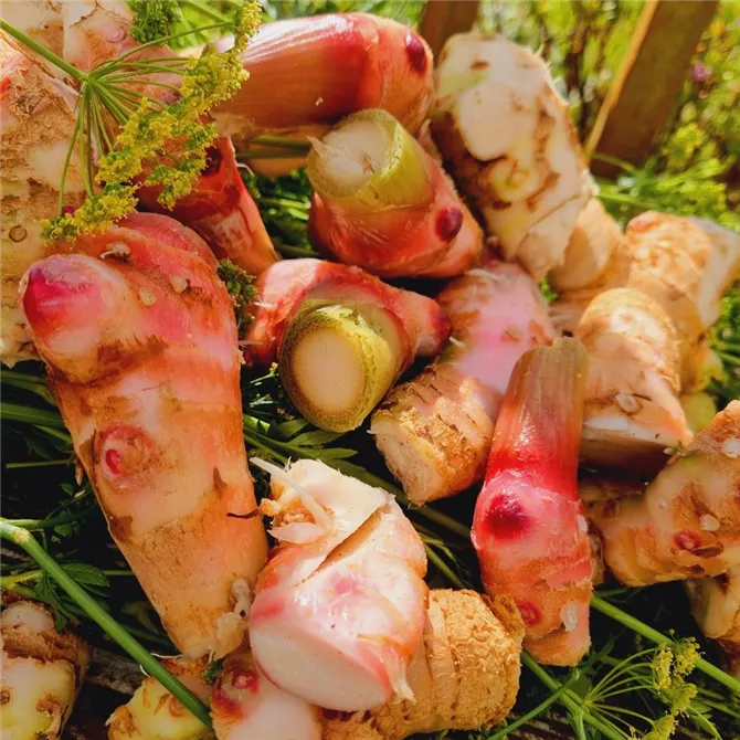 Fresh Galangal | Fusion Food Haus