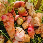 Fresh Galangal | Fusion Food Haus